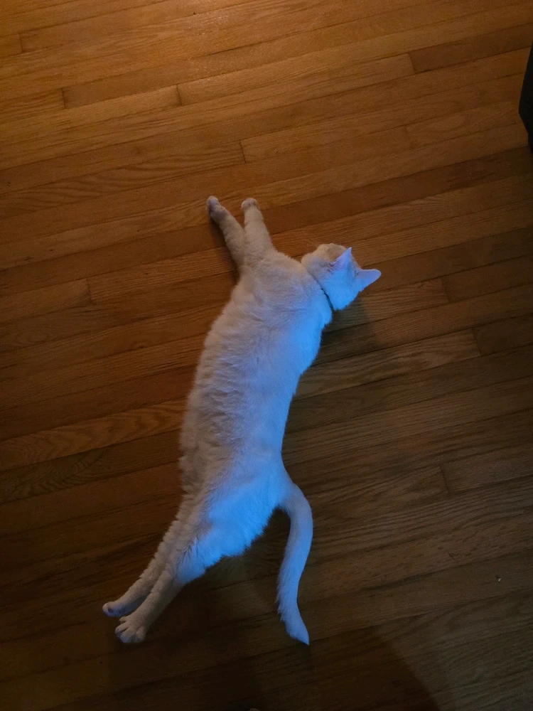 GIF uploaded by Zack