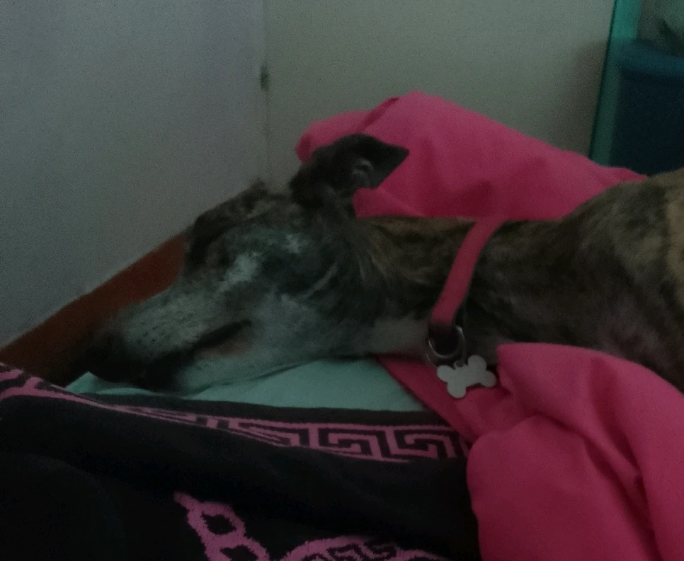 GIF diunggah dening Josh