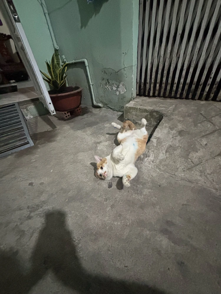 GIF được Win tải lên