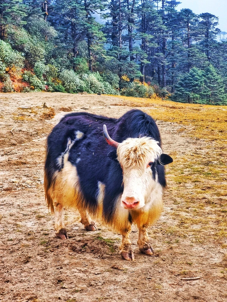 GIF uploaded by Tirtha Brata Panja