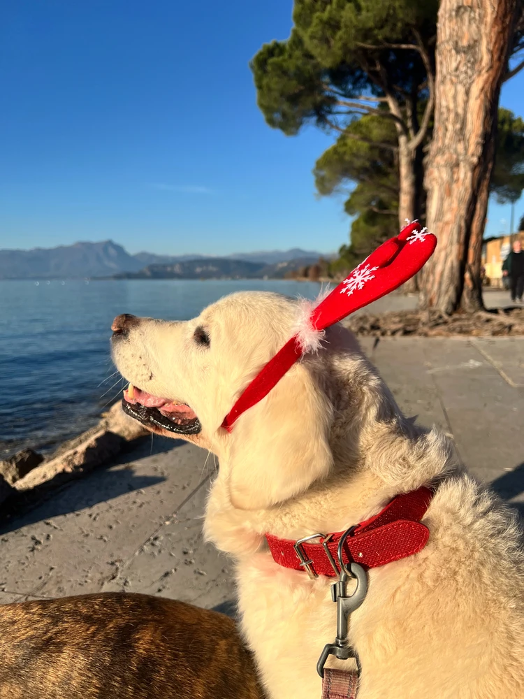 GIF caricata da Ila laRubia