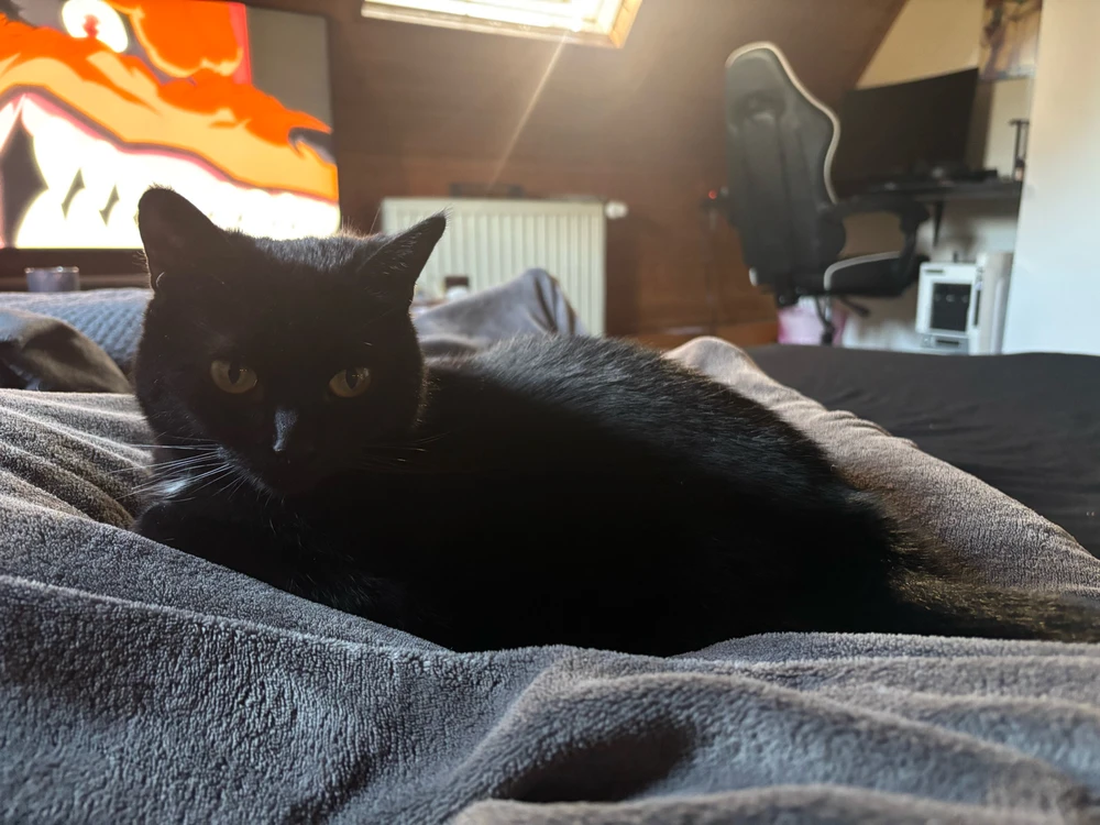 GIF hochgeladen von Pascal