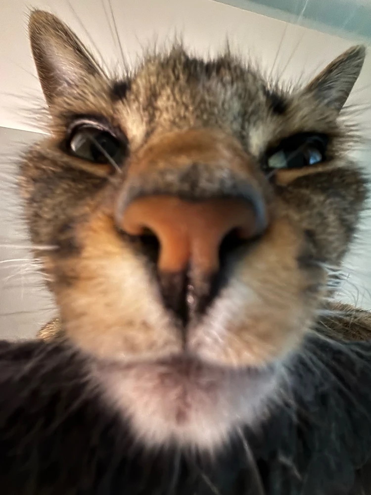 Image uploaded by Juniper