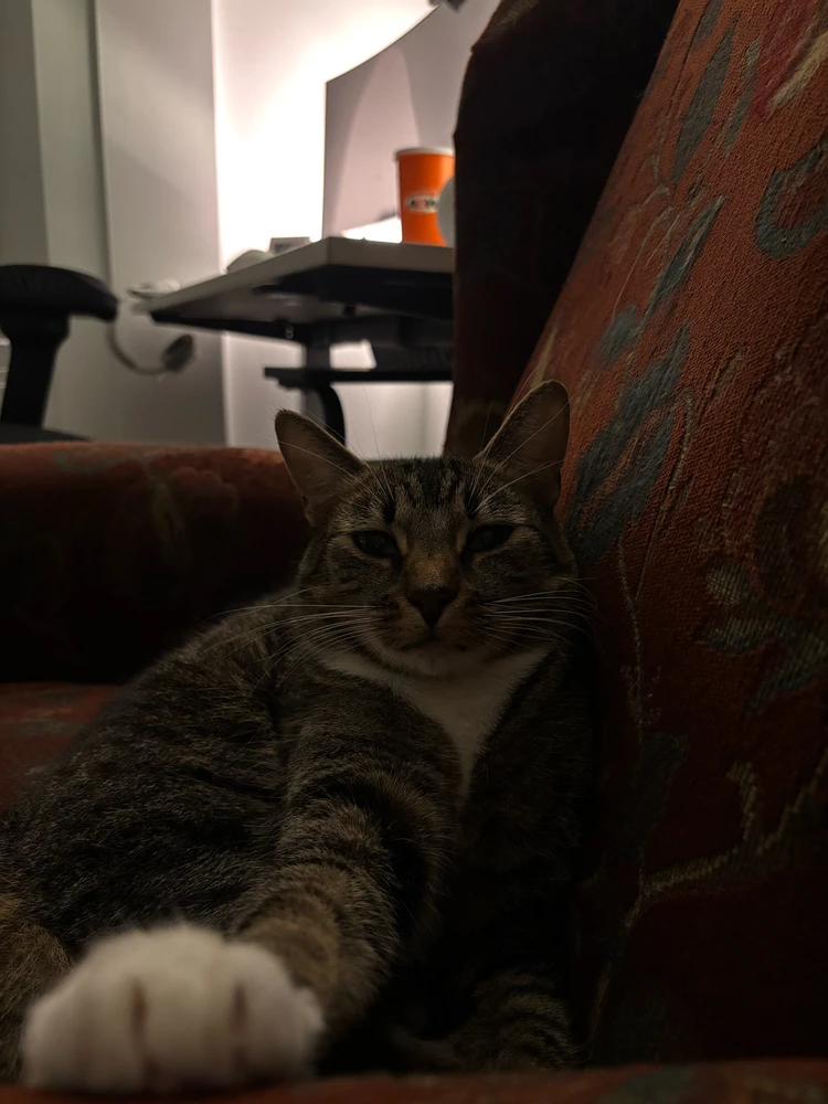 Image uploaded by Juniper