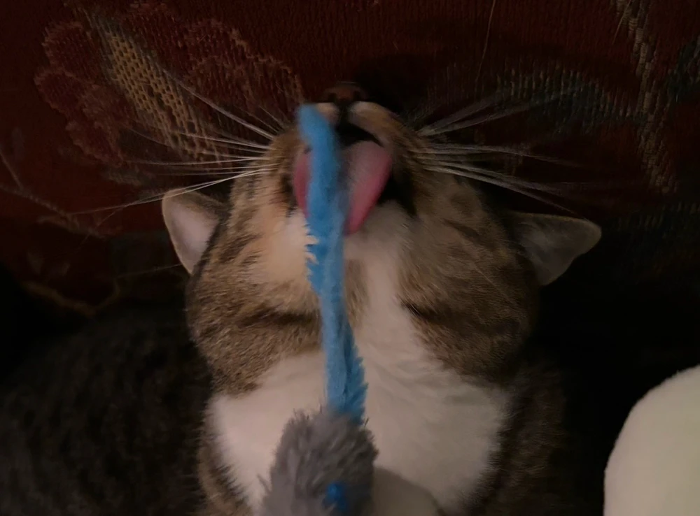 Image uploaded by Juniper