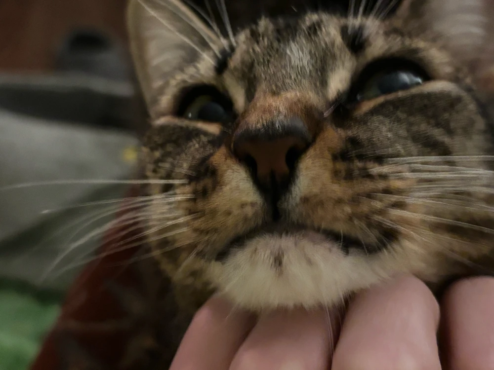 Image uploaded by Juniper