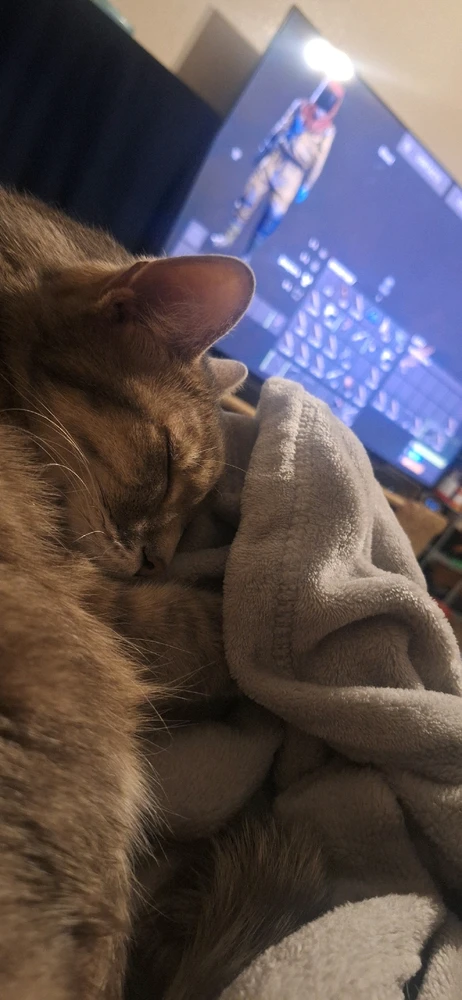 GIF uploaded by Collin