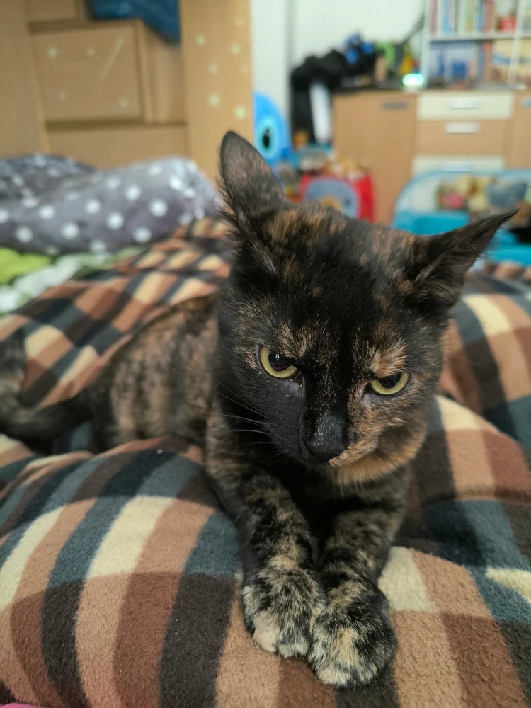 GIF nahrál Helenka - Wensdy