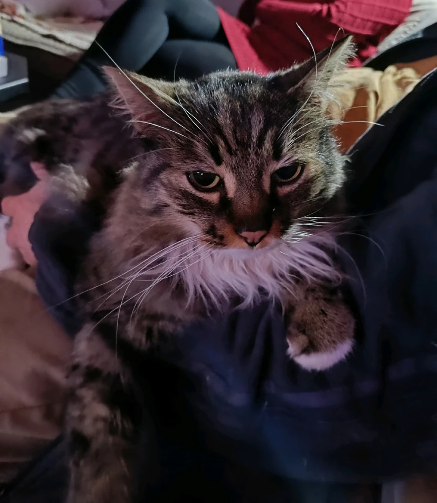 GIF uploaded by Zoli