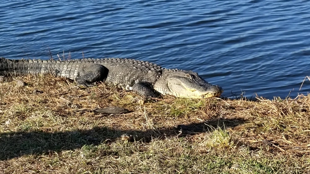 Image uploaded by Joe