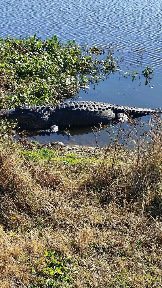 Image uploaded by Joe