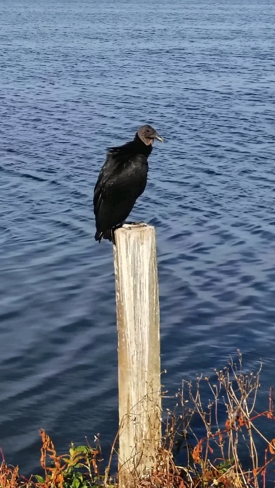 Image uploaded by Joe