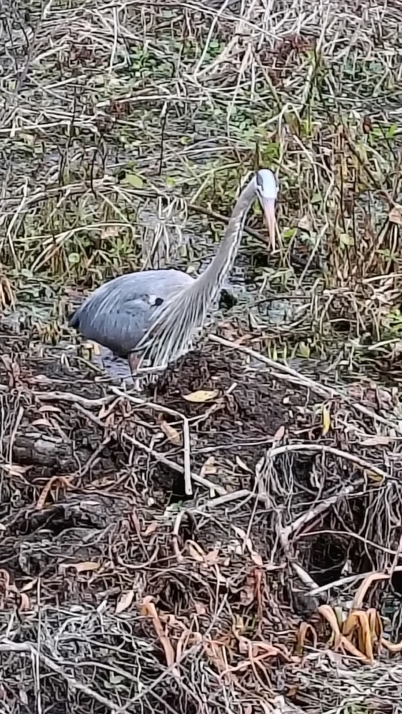 Image uploaded by Joe