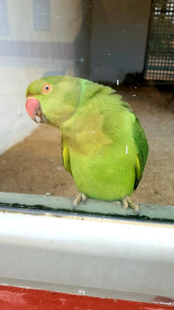 Gambar diunggah dening Luna