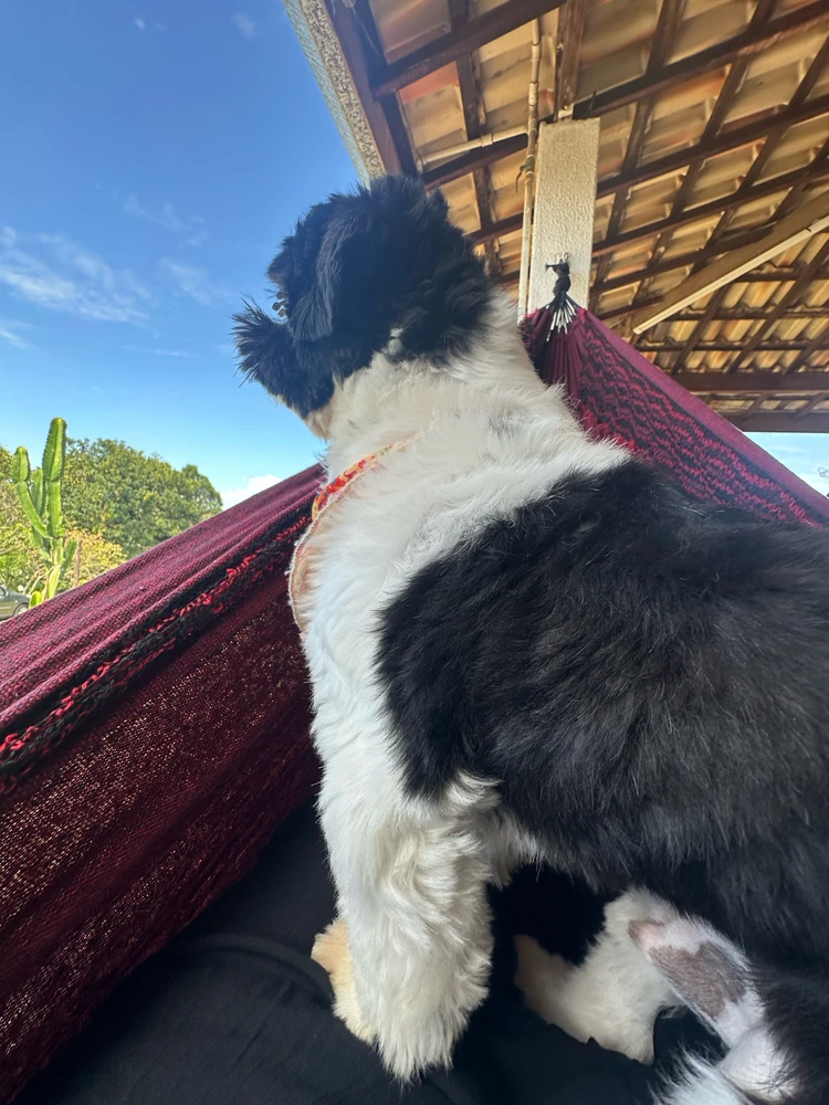 GIF enviado por Maria Eduarda