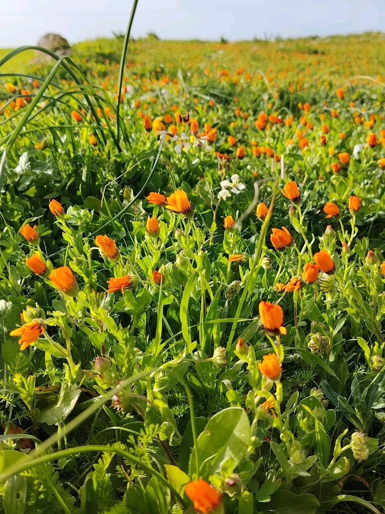 Image uploaded by Abdelghafour