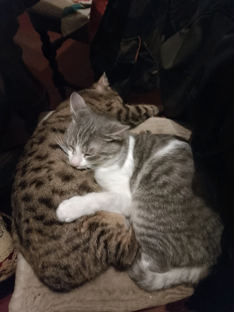 GIF caricata da Francesco Giuseppe