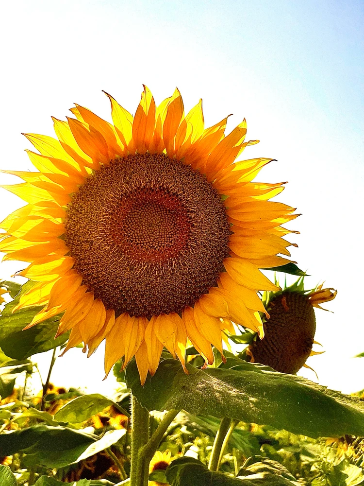 Image uploaded by Otaku