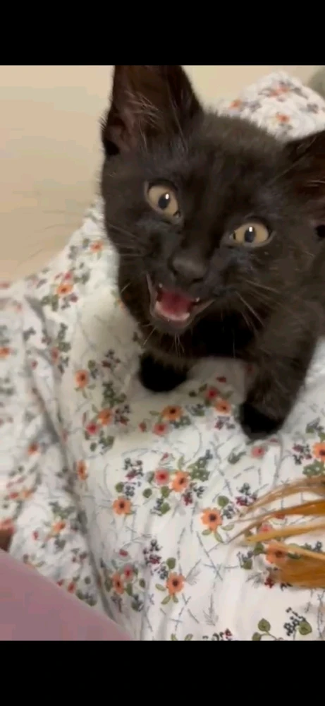 GIF uploaded by deiiii