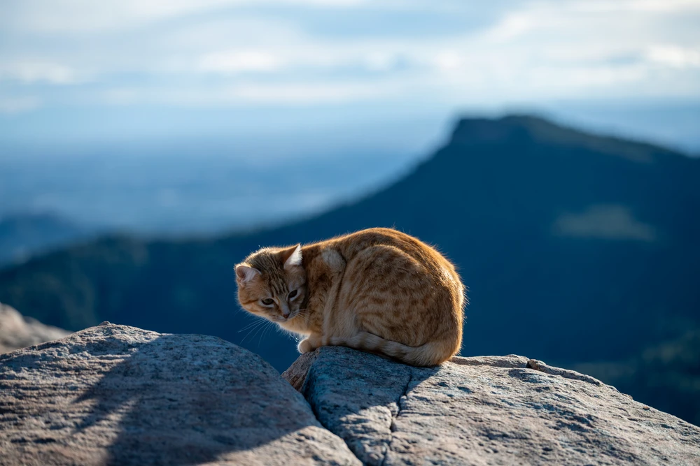 Image uploaded by Adrien