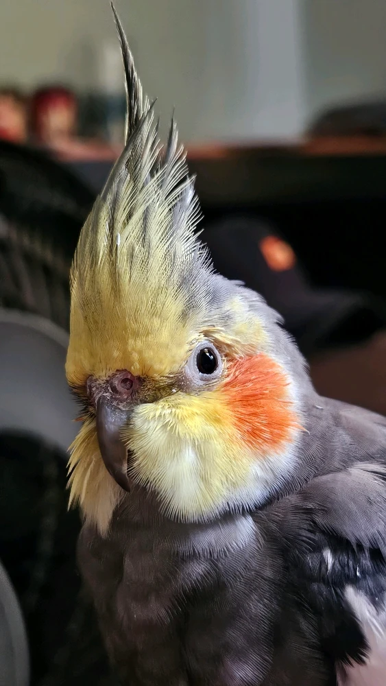 GIF enviado por André