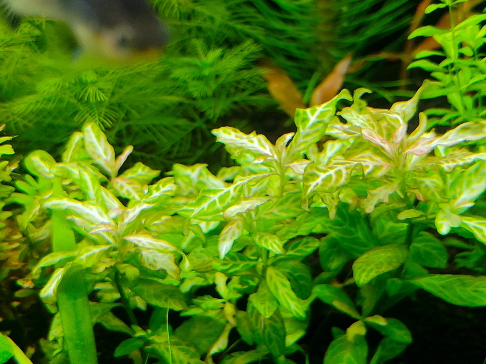 Image uploaded by sebastian