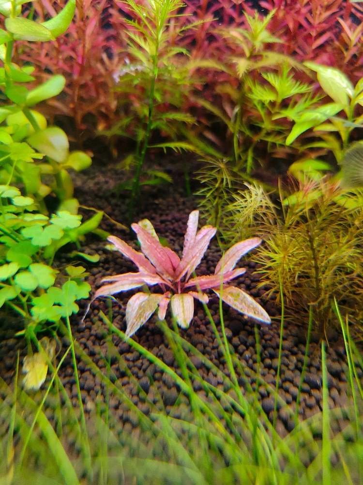 Image uploaded by sebastian