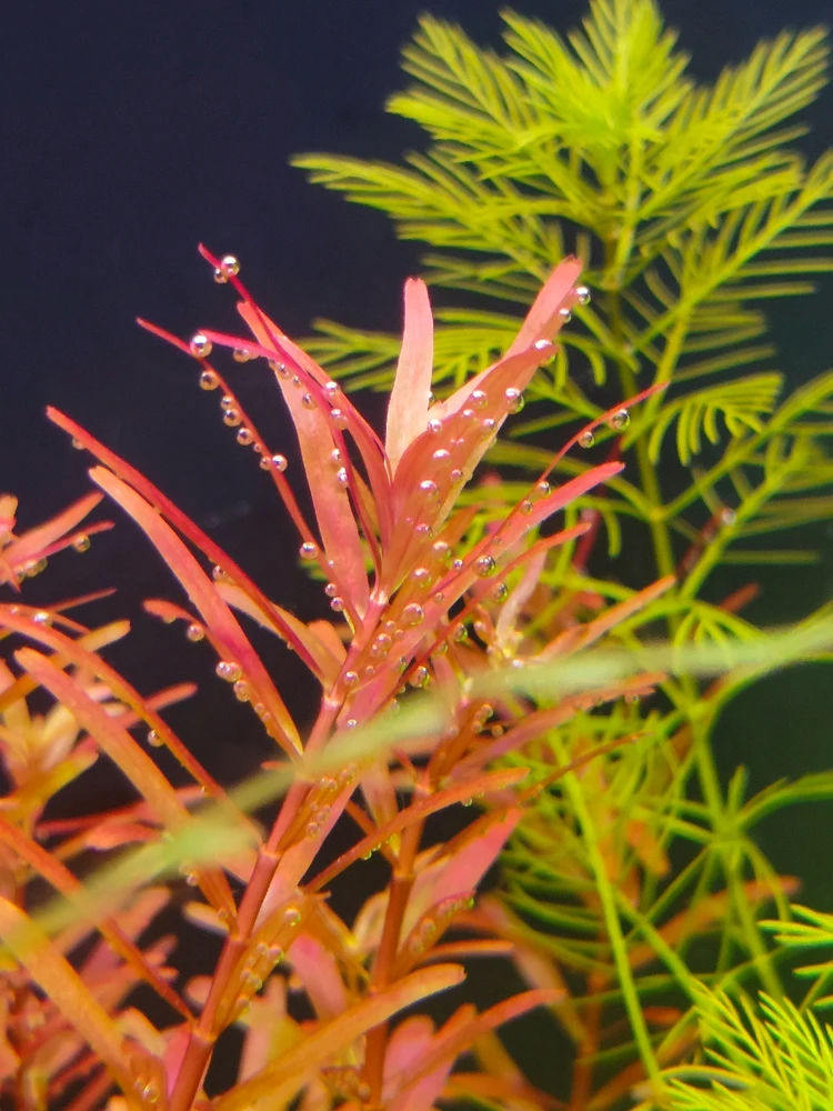 Image uploaded by sebastian