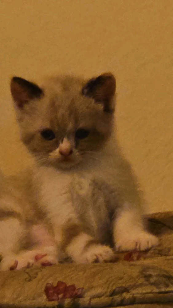 Imagem enviada por Rafael Fujii