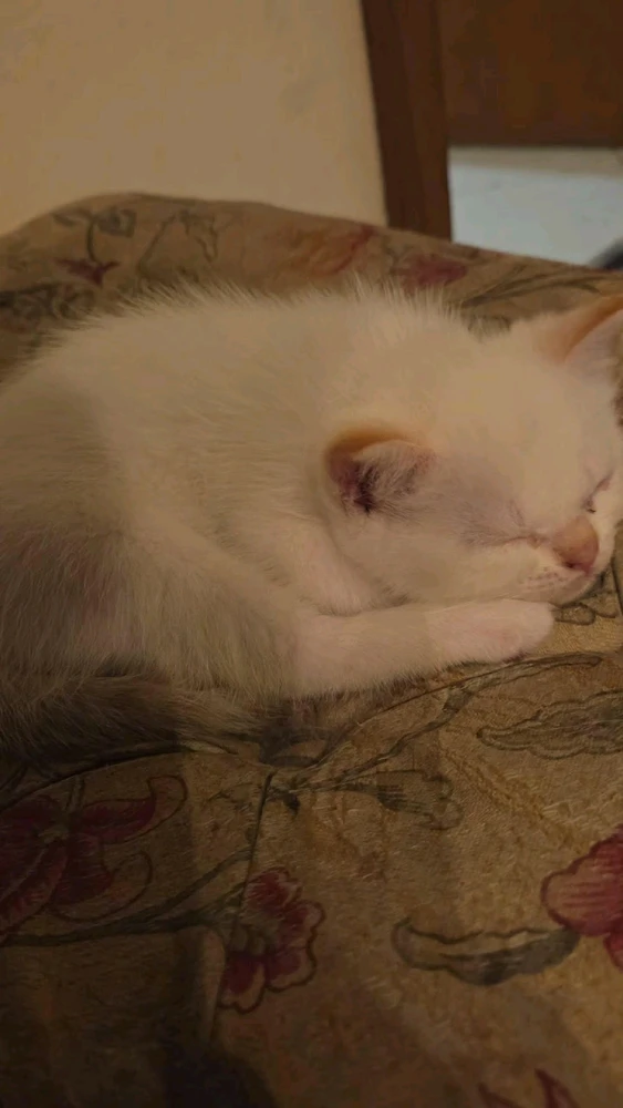 Imagem enviada por Rafael Fujii