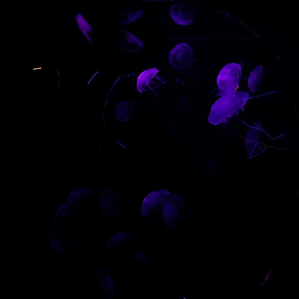 GIF uploaded by Silver