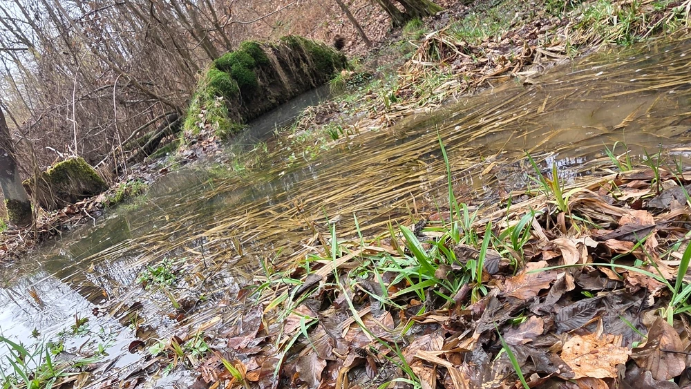 Image uploaded by Barb