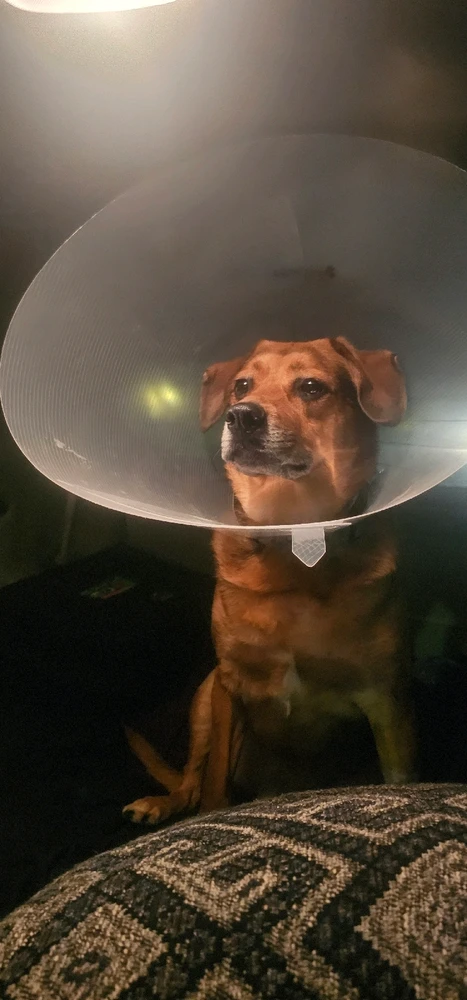 Image uploaded by Logan MacNicol