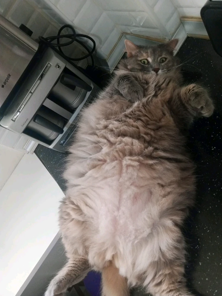 Şafak tarafından yüklenen GIF