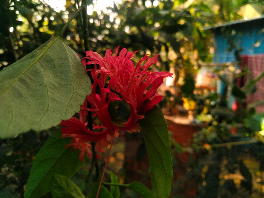 GIF uploaded by Kalpesh Koli