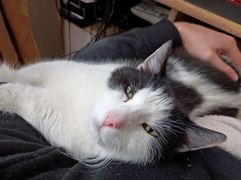 GIF hochgeladen von 4ndr3w