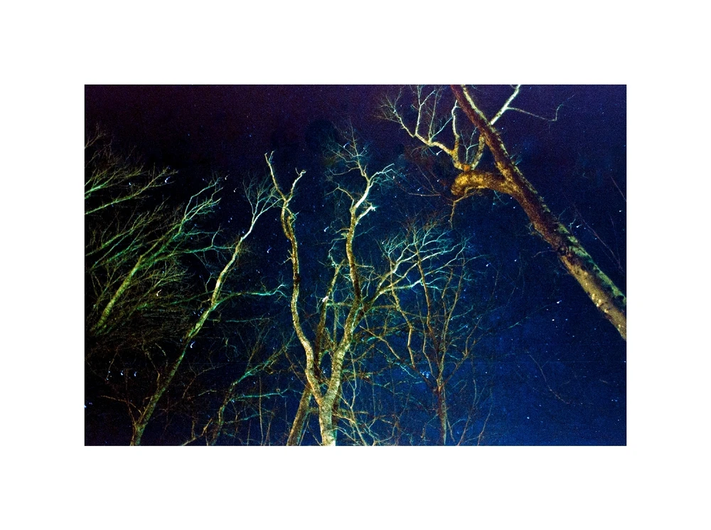 This photograph was taken with a 15 minute long exposure at midnight in my backyard. 