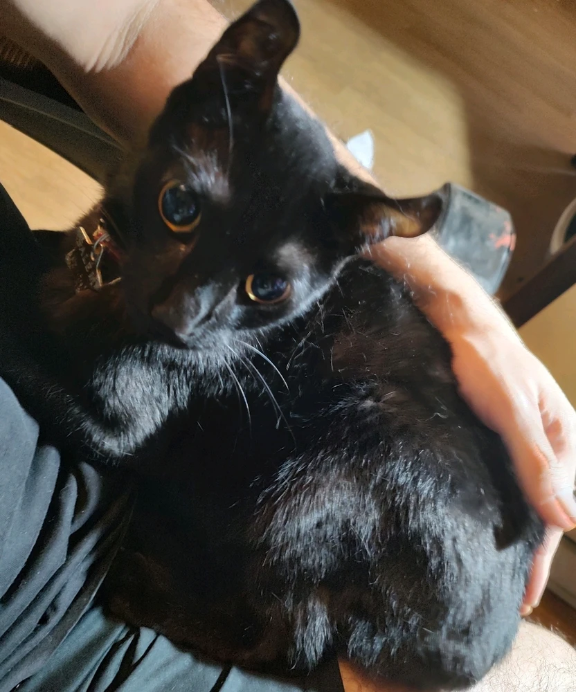 GIF subido por Máximo