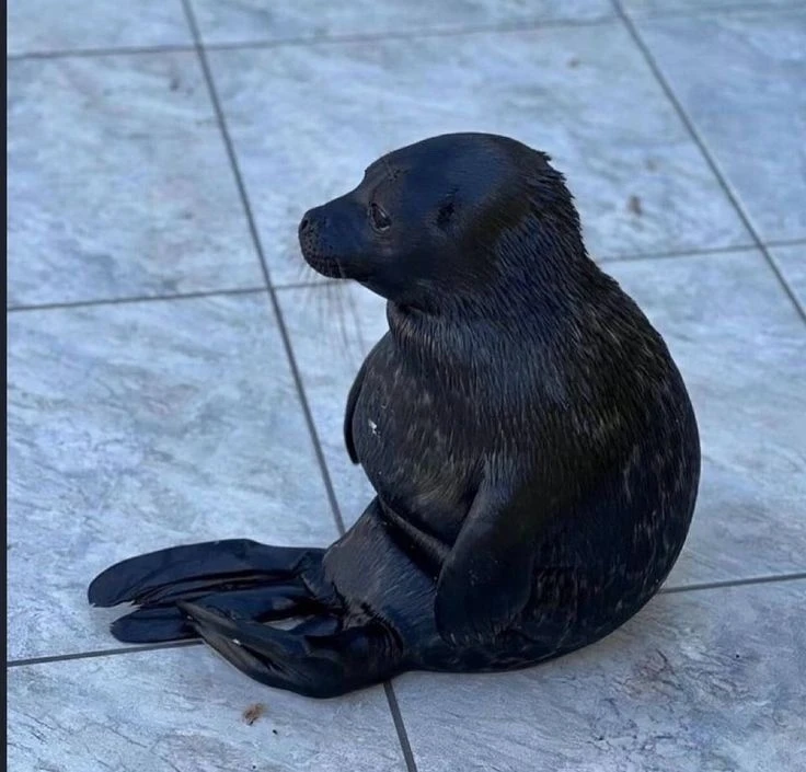 Image uploaded by Kaissy