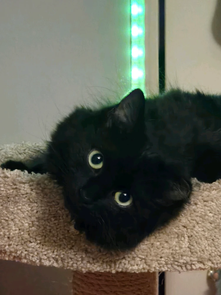 GIF uploaded by Erin