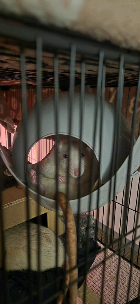 GIF hochgeladen von Luzi