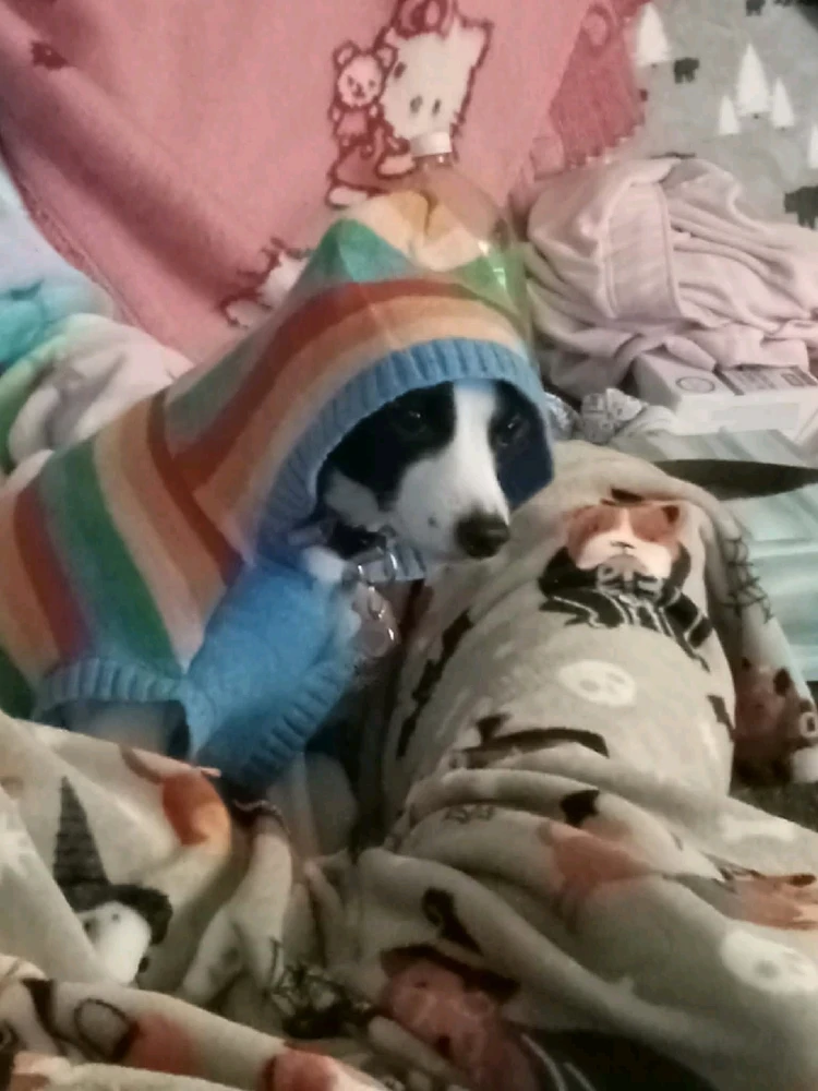 Image uploaded by Kaissy