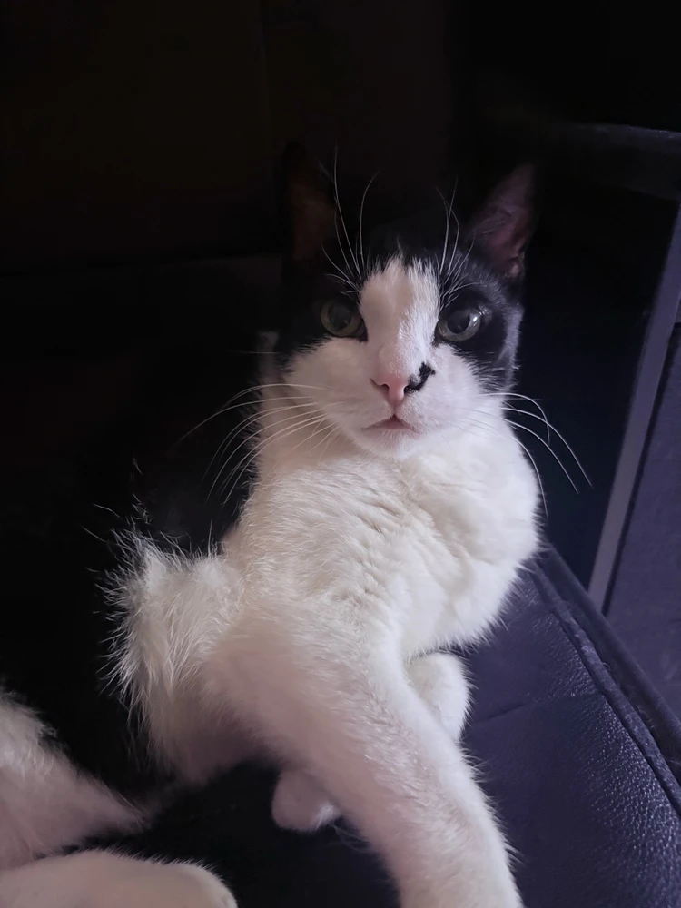 GIF hochgeladen von Basti