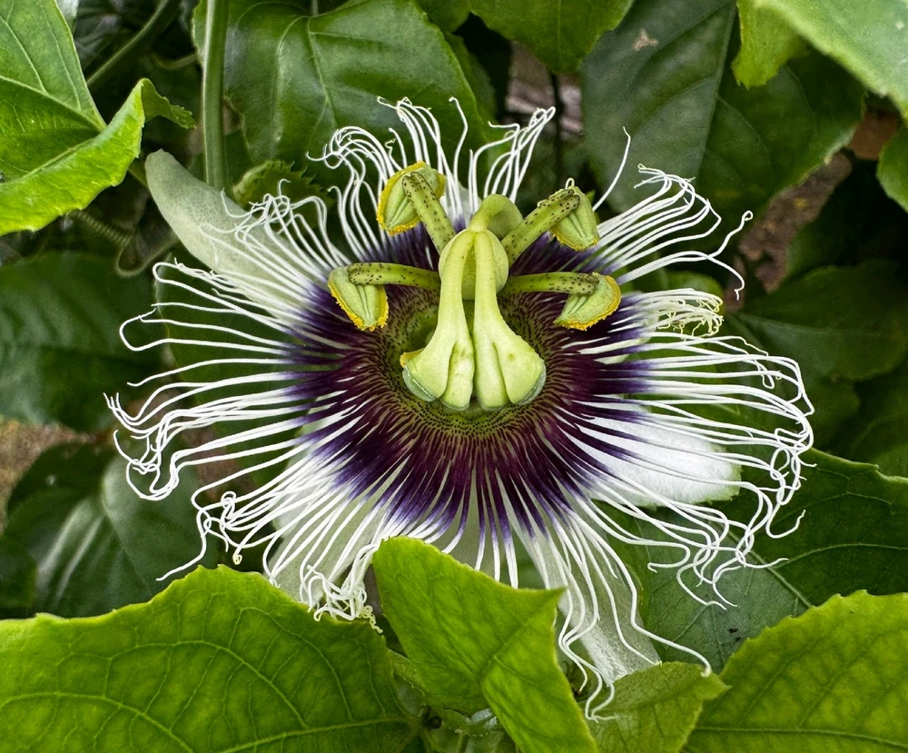 GIF uploaded by Muhammad Ali