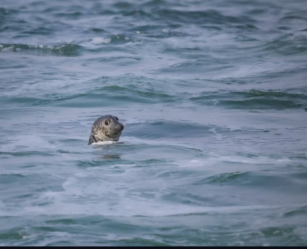 Image uploaded by Haley