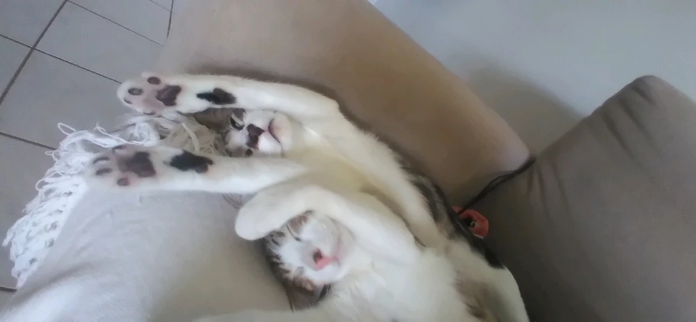 Imagem enviada por Davi Nardini