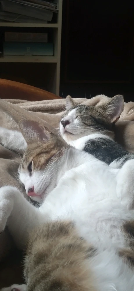 Imagem enviada por Davi Nardini