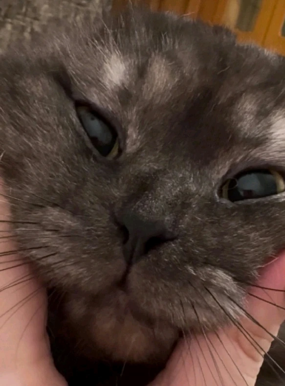 Image uploaded by Panda