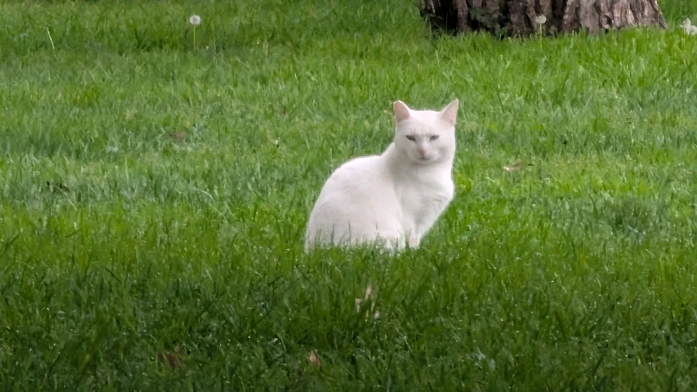 GIF uploaded by Brenden