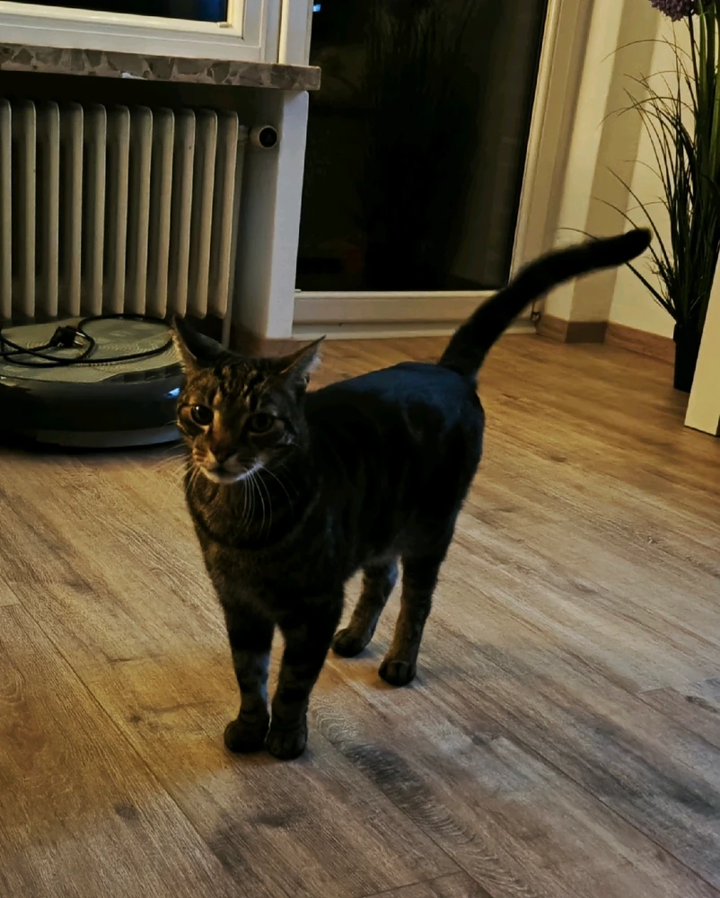 GIF hochgeladen von Tactical